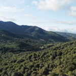 Foresta di Pantaleo
