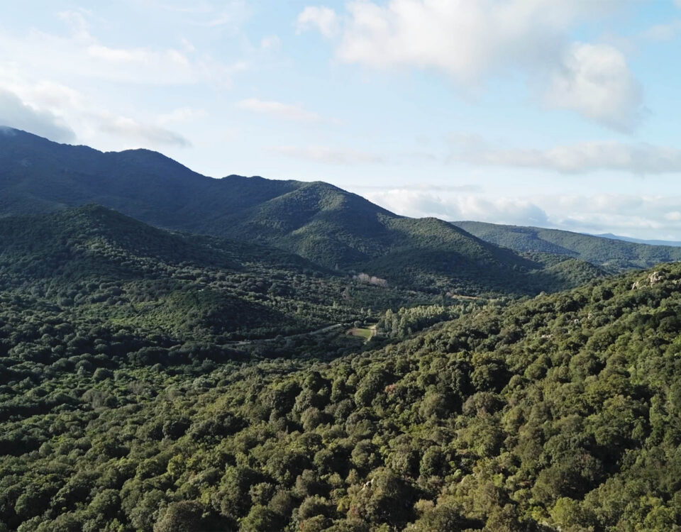 Foresta di Pantaleo
